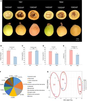 Multi-omics analysis provides new insights into the changes of important nutrients and fructose metabolism in loquat bud sport mutant